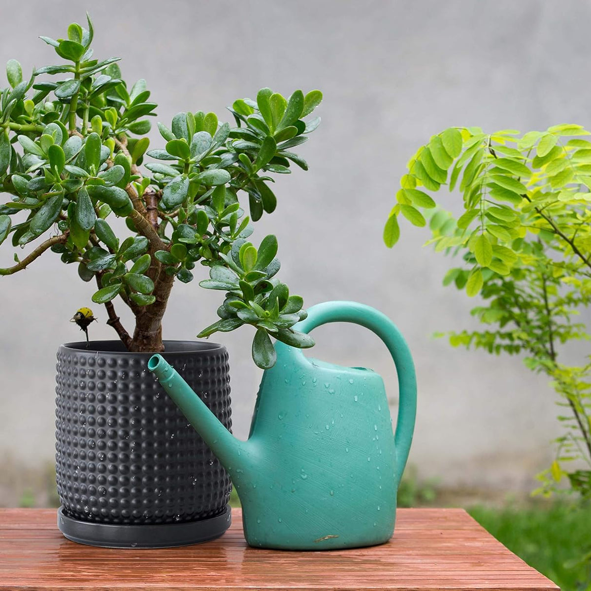 Liorian 6 Inch Ceramic Beaded Stoneware Planter Pot - Flower Pot with Drainage Holes and Saucers for Indoor Succulent Plants or Flowers, Ebony Matte, 27-C-X-6