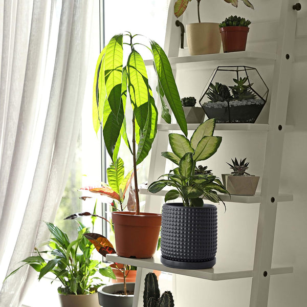 Liorian 6 Inch Ceramic Beaded Stoneware Planter Pot - Flower Pot with Drainage Holes and Saucers for Indoor Succulent Plants or Flowers, Ebony Matte, 27-C-X-6